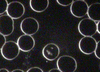 btest1004.gif?zoom=0