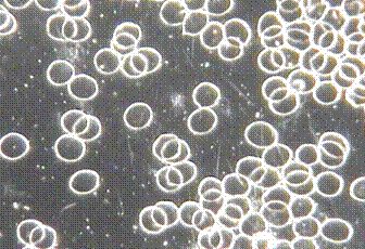 btest1006.gif?zoom=0