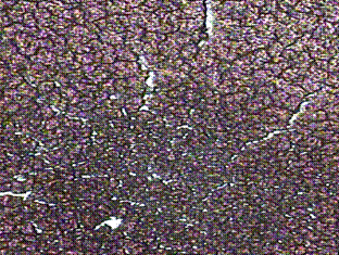 btest1010.gif?zoom=0